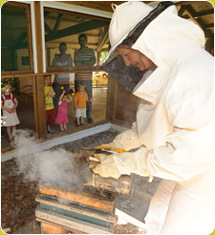 Poiroux:fête de l'abeille à Finfarine le vendredi 14 mai de 14h00 à 19h00