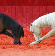 La Roche-sur-Yon: Noël au Haras avec le 4ème Roi Mage spectacle équestre du 11 au 31 décembre