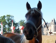 Moutiers-les-Mauxfaits: fête du cheval au Château de Bois Lambert le dimanche 14 août