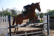 La Roche-sur-Yon: salon du cheval sur le site Les Terres Noires " les 27,28 et 29 avril