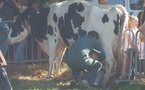 La 25 ème édition de la fête de la vache se prépare à Grosbreuil