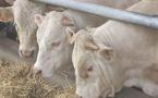 Le Concours National Charolais se tiendra du du 27 au 29 août à La Roche-sur-Yon au Parc des Expositions des Oudairies.