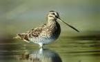 La chasse aux oiseaux d'eau et de passage ferme